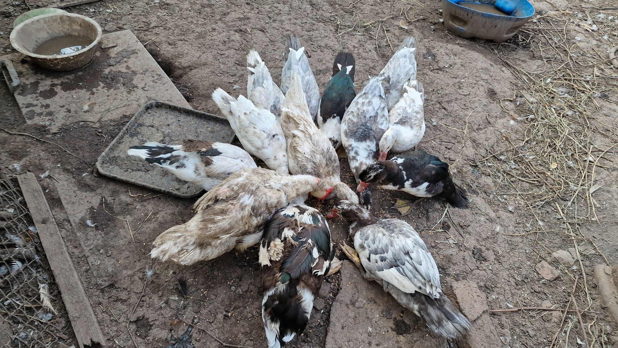 Продавам стадо от 13 патици