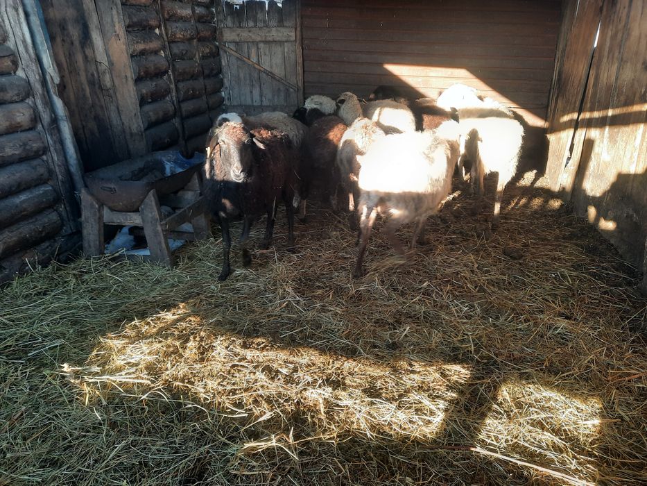 Продам Овечки и ягнята