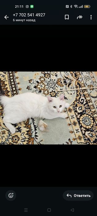 Отдам породистого Кота, бесплатно