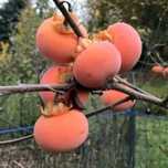 Pomi Fructiferi Exotici (Kaki )