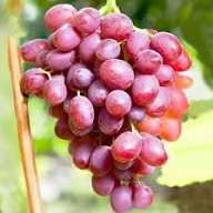 Vita de vie nobila ( Roze )