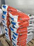 Floarea soarelui Pioneer P64LE99