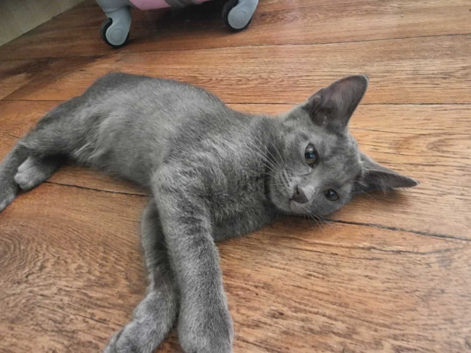Котята отдам даром