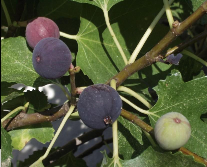 Smochin : soiul ficus carica si black mission