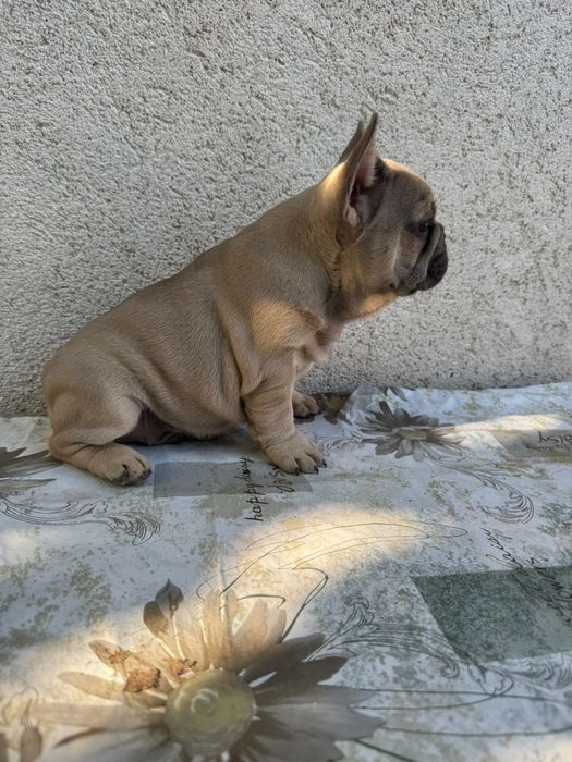 Bulldog francez: