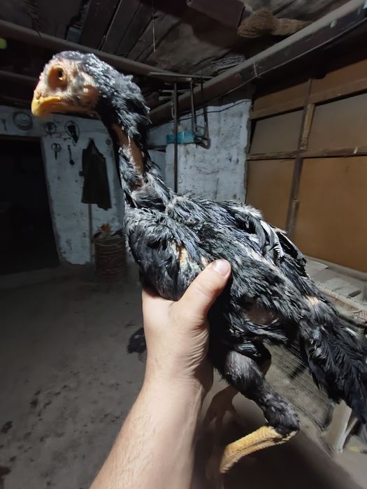 Kulangi xórozcha va tovuqcha sotiladi