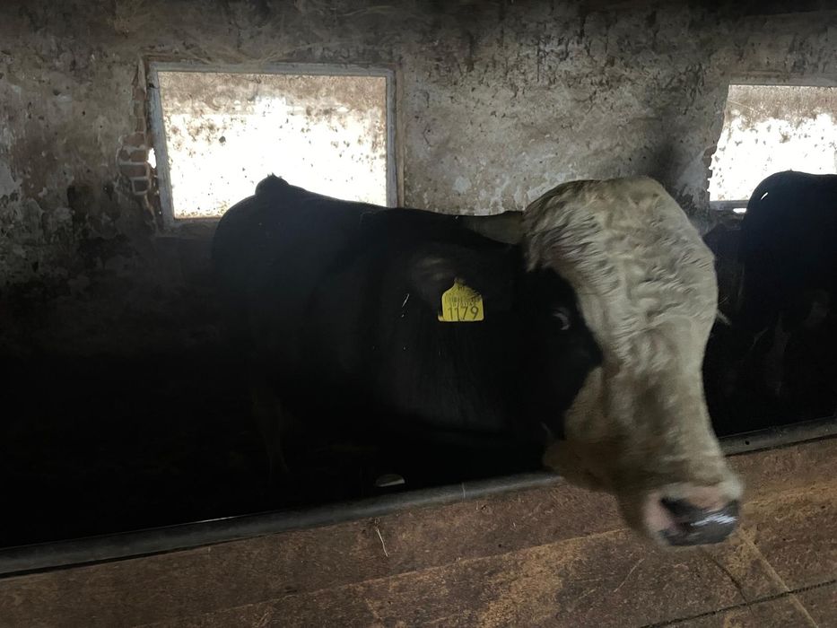 Vând taurasi baltat cu rosu,alb cu negru