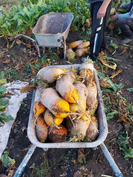 Sfecla furajera pentru animale