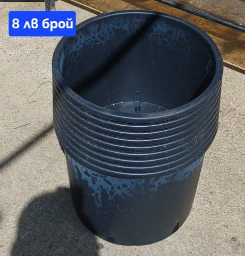 Боровинки. Американска боровинка разсад