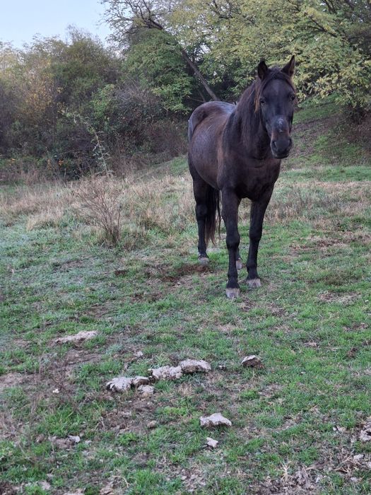 Cal de vânzare, gorj!