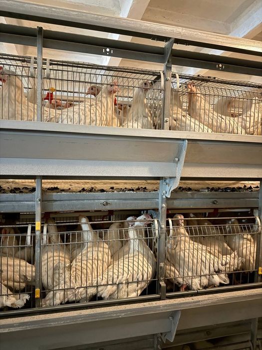 Lomin sindi 4,5 oyli