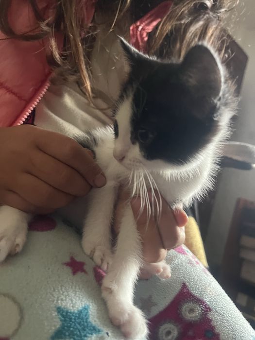 Dau spre adoptie 3 pisicute frumoase ai dragalase