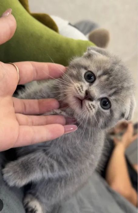 Срочно продаётся котята девочки и мальчики
