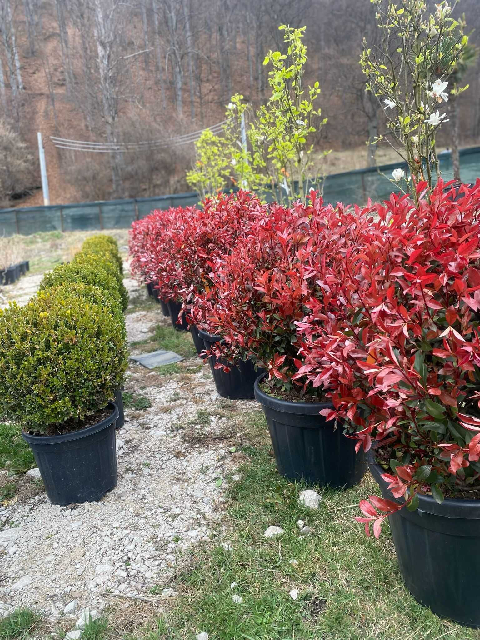 Transformă-ți Curtea cu Plante Ornamentale de Calitate