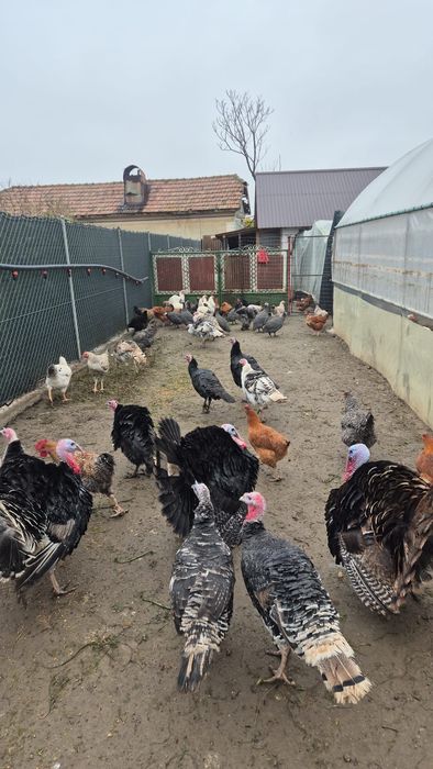 Curci si curcani ROMÂNEȘTI