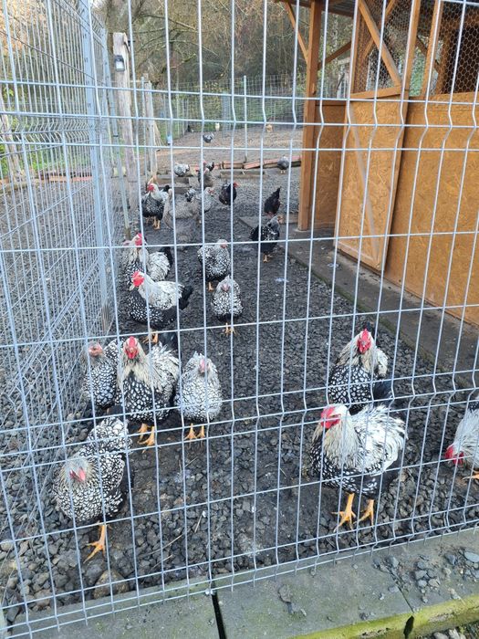 vând găini de casa