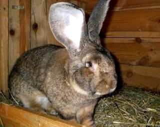 Кролики Куён порода Фландр цена за 1 кг живой вес