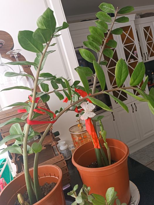 Долларовое дерево цветы