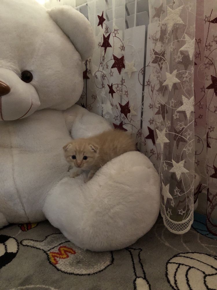 Вислоухий рыжий котенок