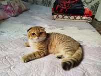 Продается шикарный котик Scottish fold