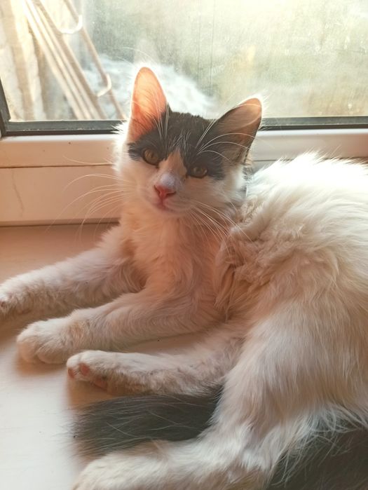 Котята домашние даром