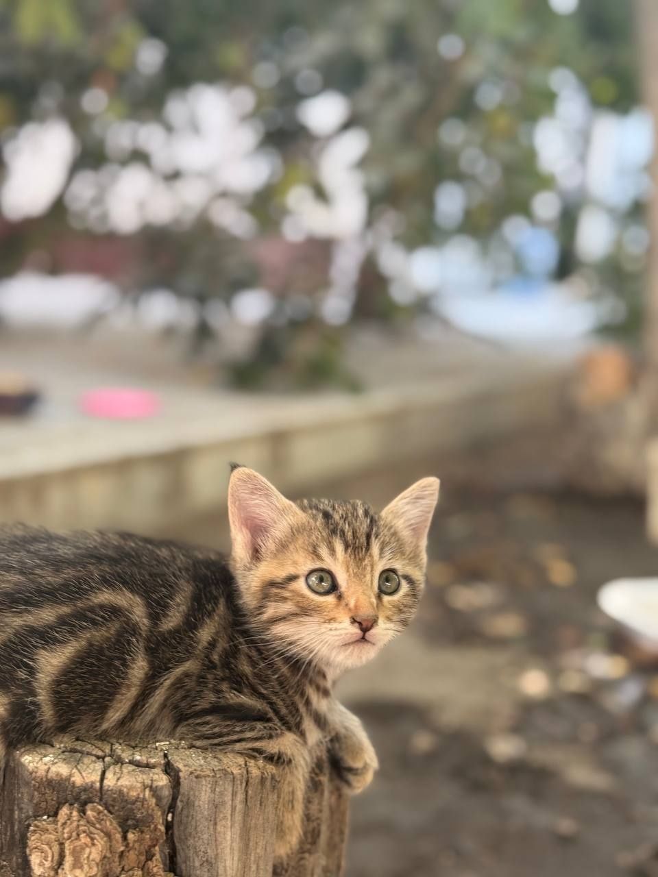 Отдам домашние котята кошки даром