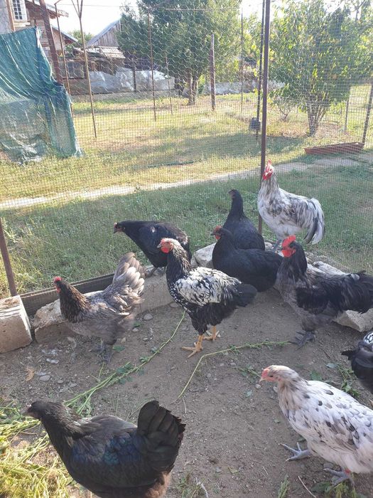 Cocosi Australorp si Wyandotte argintiu