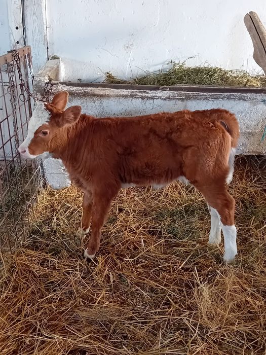 Vand vacă cu vițea și junincă