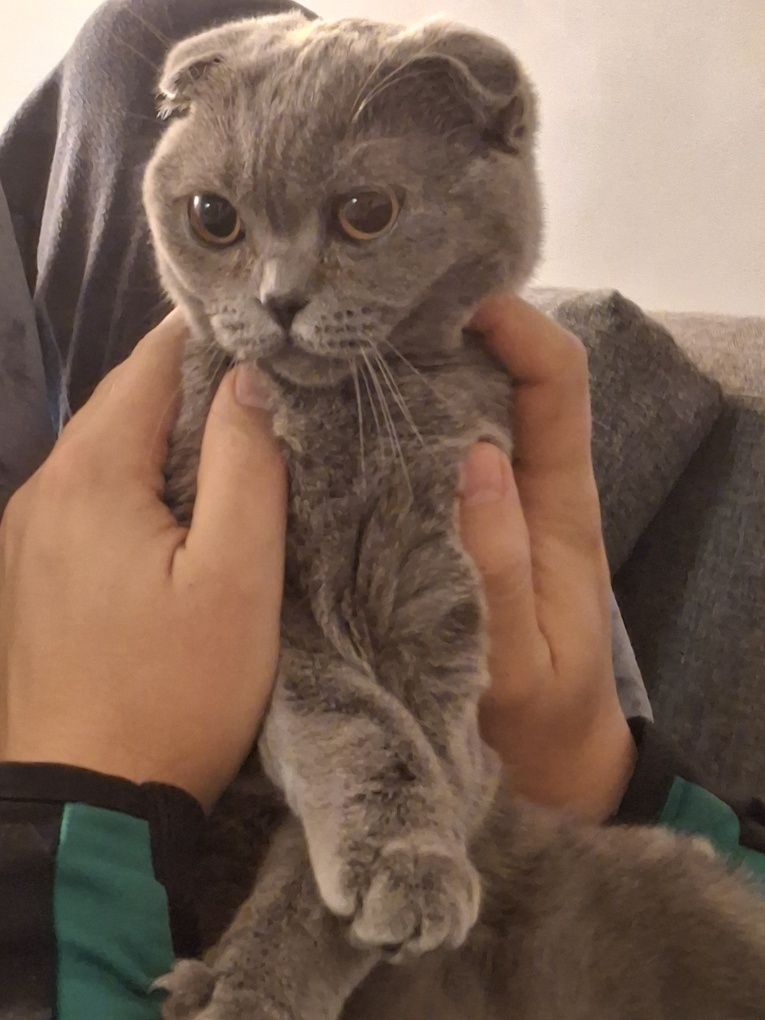 Шотландска Клепоуха котка