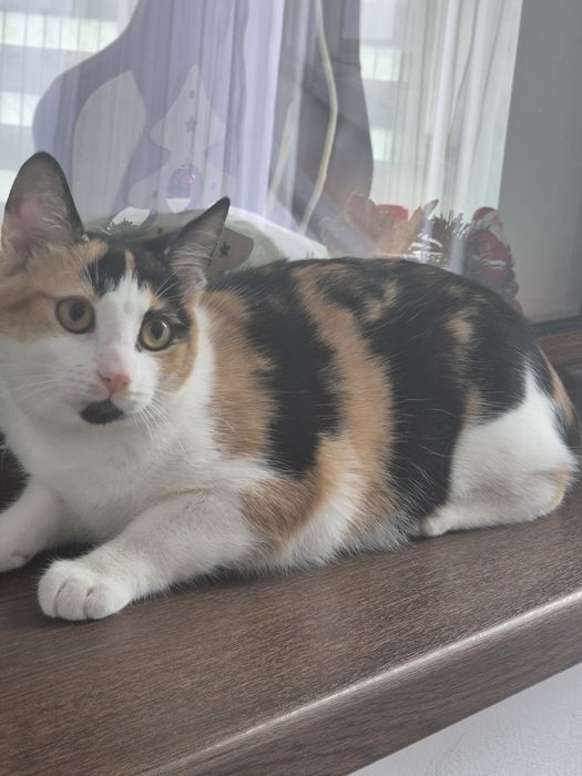 Pisicuța draguta cu carnet vaccin,deparazitata interior-exterior