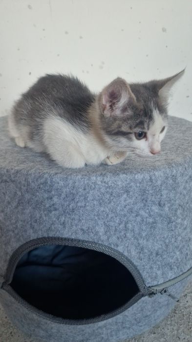 Отдам даром котёнка. Мальчик