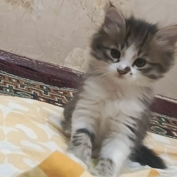 Бесплатно отдам, котята