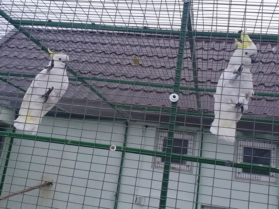 Papagali Kakadu Galerita, 2017, pereche