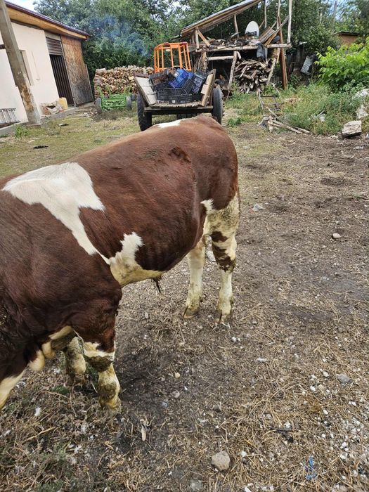 Vând un taur de rasă