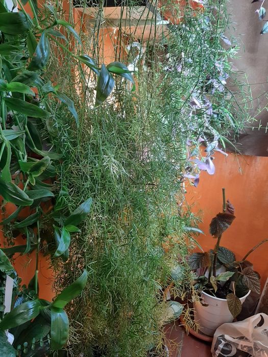 Asparagus 1,8 metri