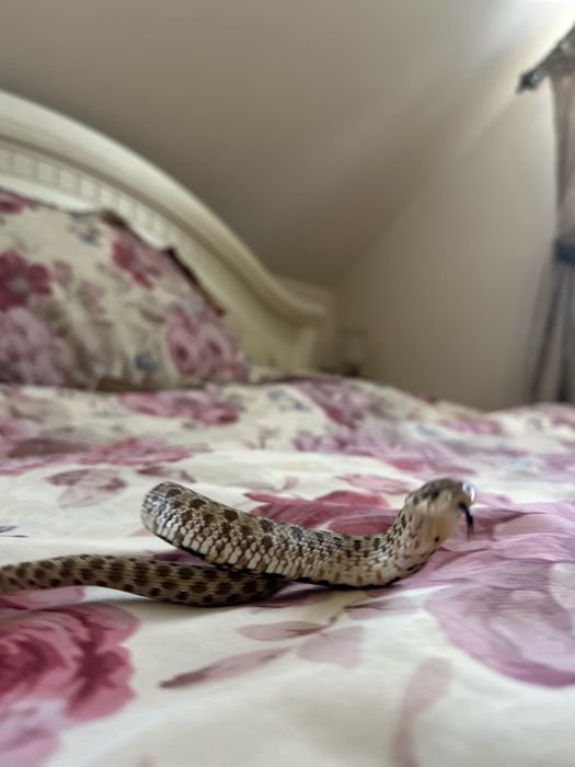 Hognose snake + tarariu + ascunzișuri  :)