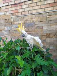Продам говорящего, ручного попугая Какаду