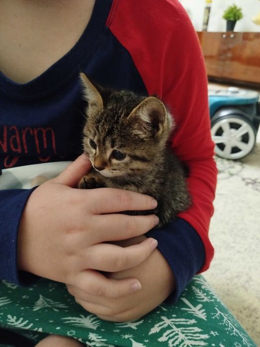 Отдам котенка в хорошие руки