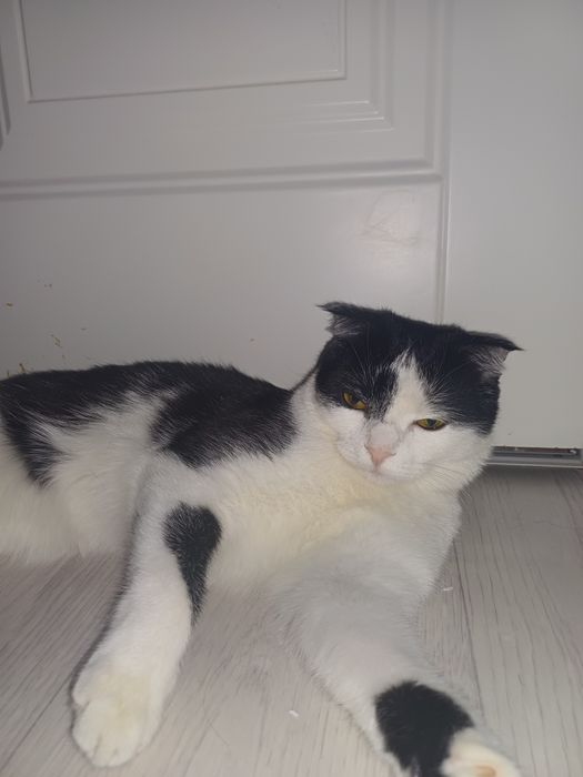 Кошка британская вислоухая 3-4 ай