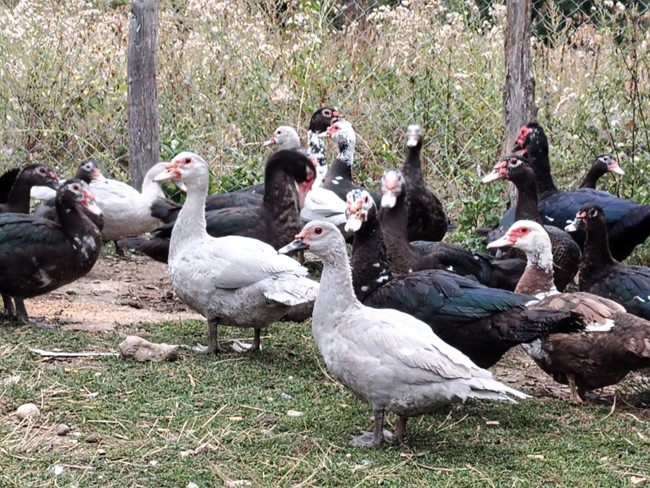 Rațe leșești mute