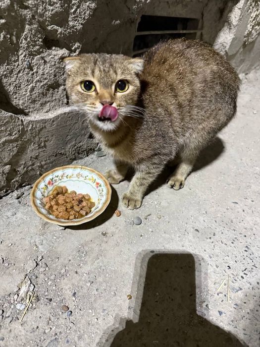 Кошка даром в добрые руки