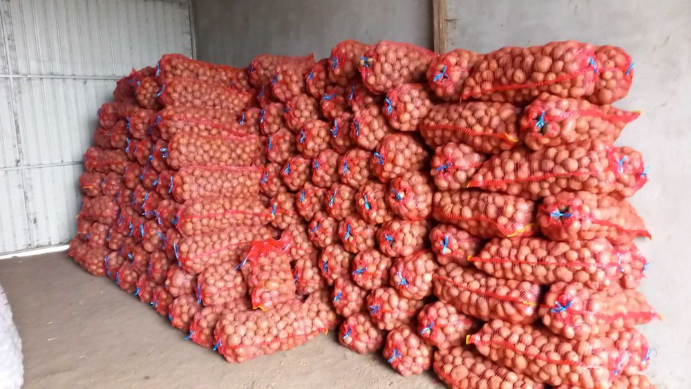 Cartofi de consum  Ceapa de vanzare