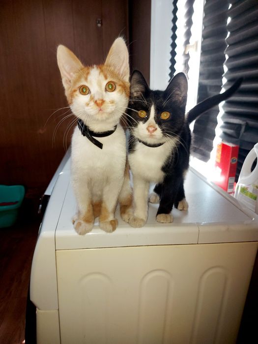 Котята домашние мальчики