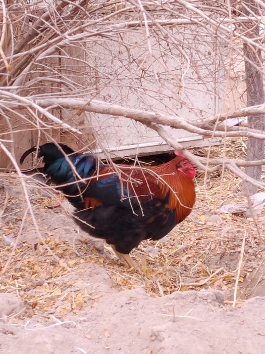 Хурозлар сотилади