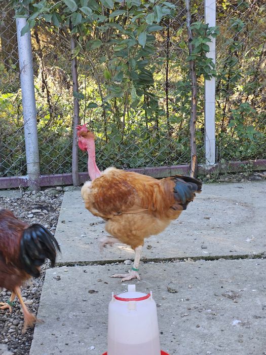 Cocoși gît golaș de Transilvania