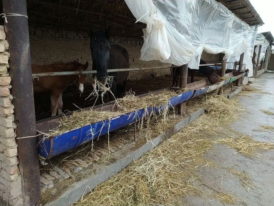 Ferma Sotiladi 25 sotix