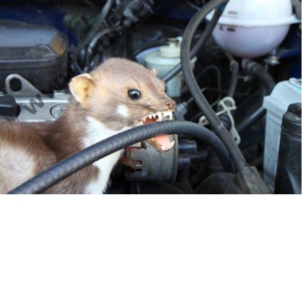 Спрей против нагризване на кабели от гризачи мишки плъхове кола