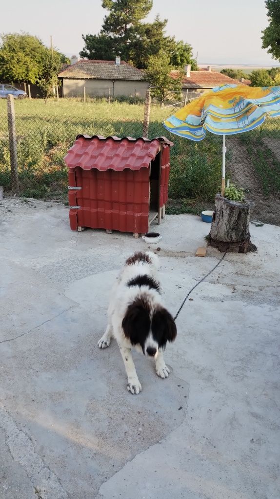 Каракачанска овчарка