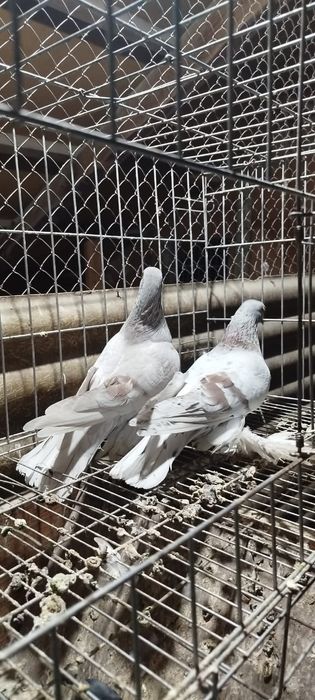 Продам голубей..