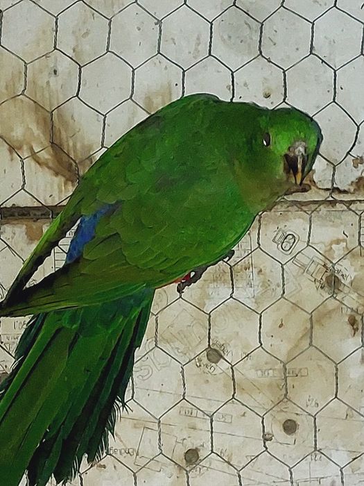 Papagali rege tineret